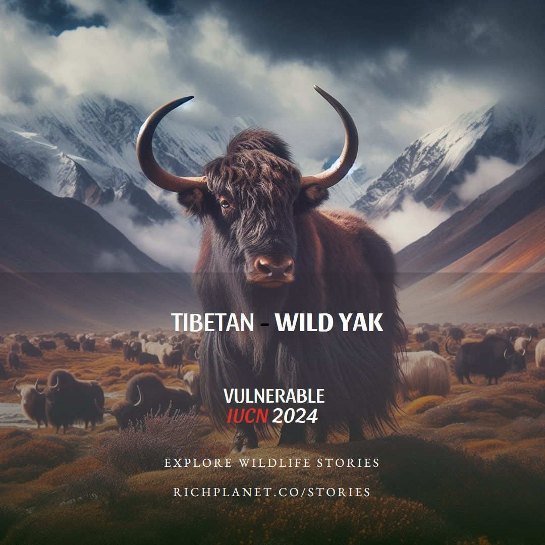 RichPlanetMatt's tweet photo. New article at https://t.co/7lfrqCLNPA #Wildlife #WildYak #Tibet https://t.co/Y0Of2JF45u