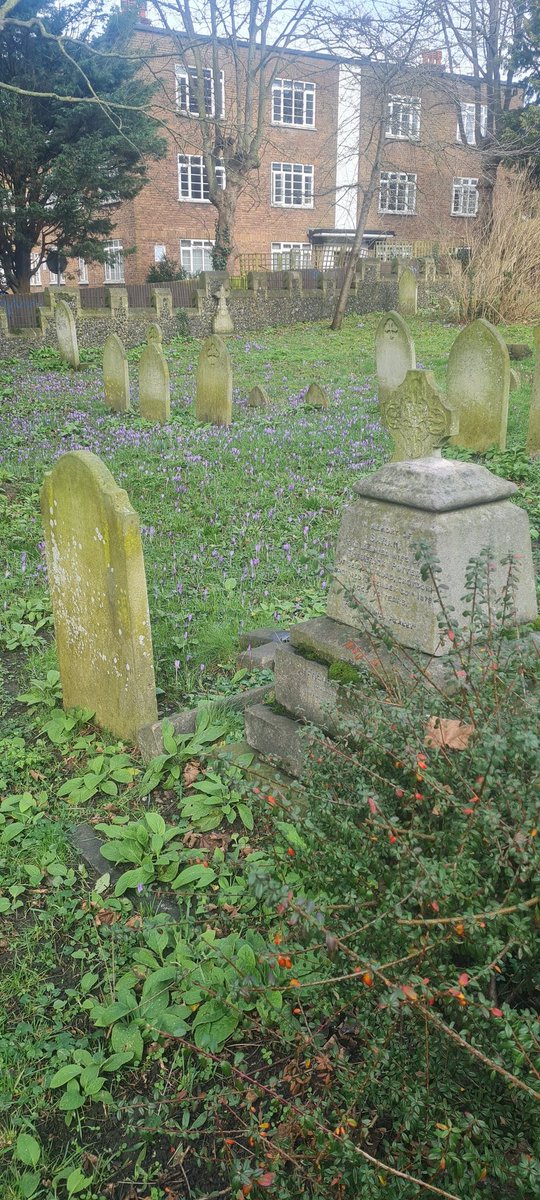 GASP_Croydon's tweet photo. It's crocus time! https://t.co/mBeqlzIhDO