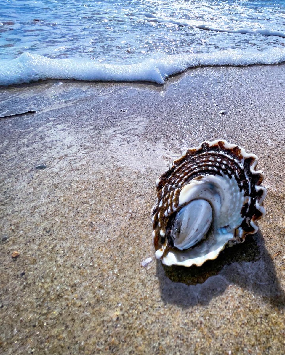 guerillafilms's tweet photo. 🌊🐚✨found a live wavy turban during a break in the rain yesterday #santamonica https://t.co/WlYfppYpt6
