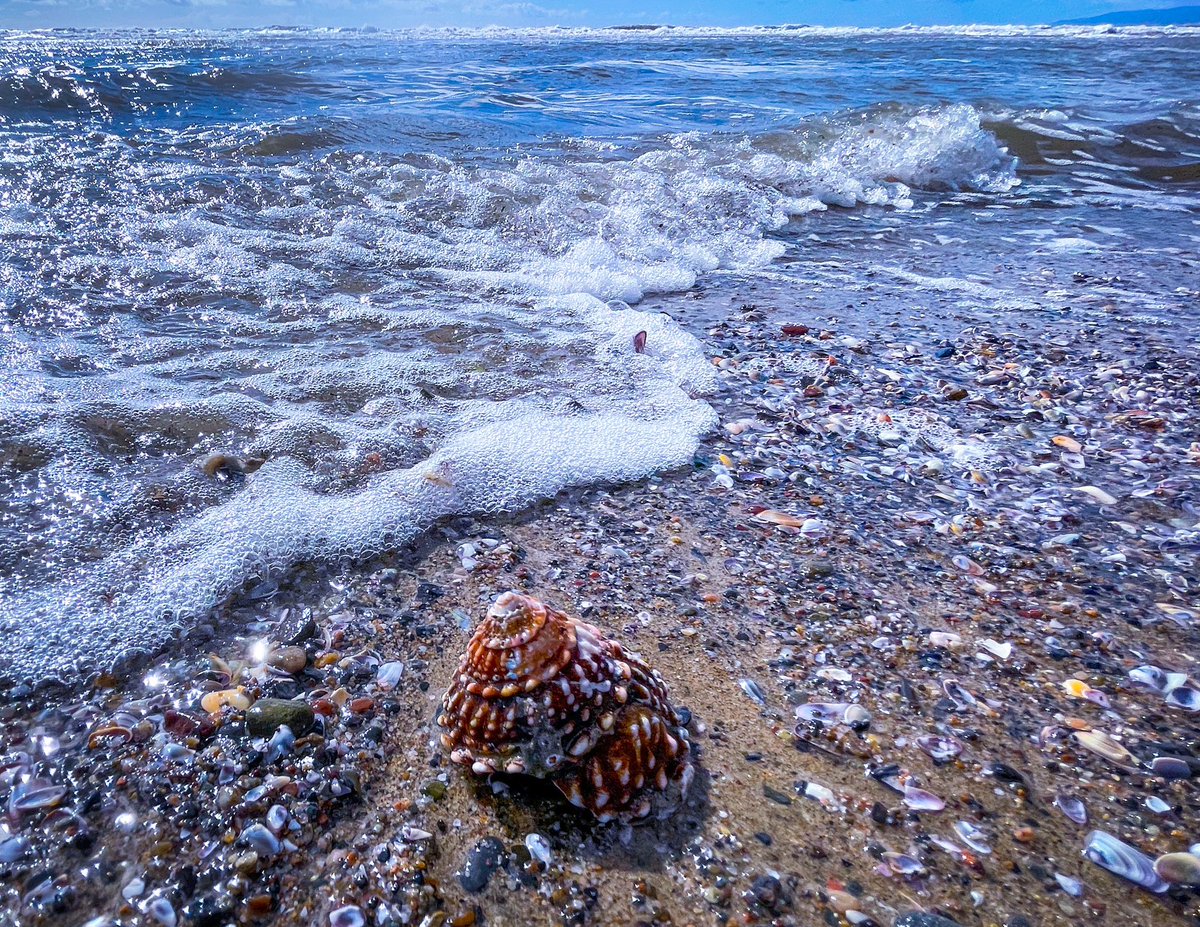 guerillafilms's tweet photo. 🌊🐚✨found a live wavy turban during a break in the rain yesterday #santamonica https://t.co/WlYfppYpt6