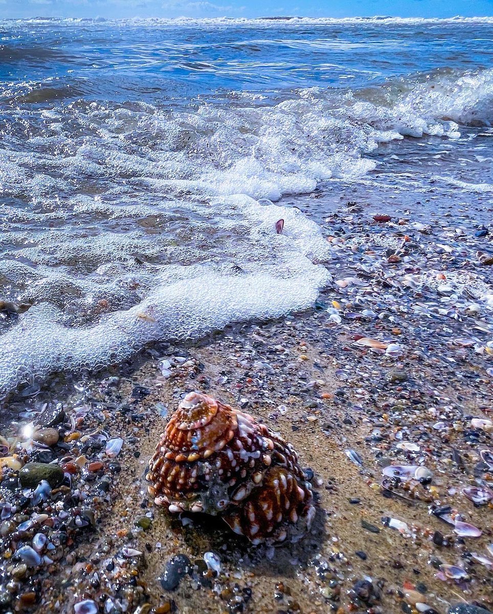 guerillafilms's tweet photo. 🌊🐚✨found a live wavy turban during a break in the rain yesterday #santamonica https://t.co/WlYfppYpt6