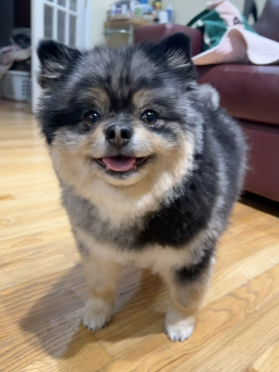 Cryptobeans12's tweet photo. Gm from my Pokémon 🥰 https://t.co/ysYTYFyKT0