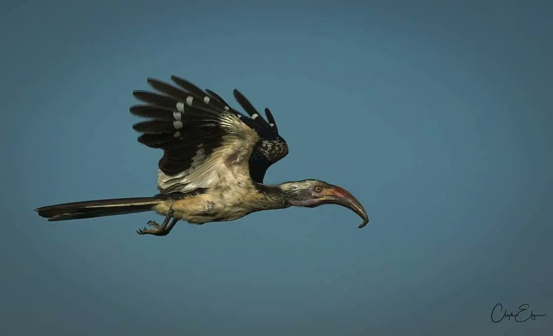 KavingaCamp's tweet photo. Our resident Southern Red-Billed Hornbill bringing his mate meals on the wing - ensuring she receives a very balanced diet - whilst she's sealed up in her nest in the hole of an acacia.
📸: Clyde Elgar
#kavingasafaricamp #manapoolszimbabwe #wetseason #hornbill https://t.co/qiQUKegvbw