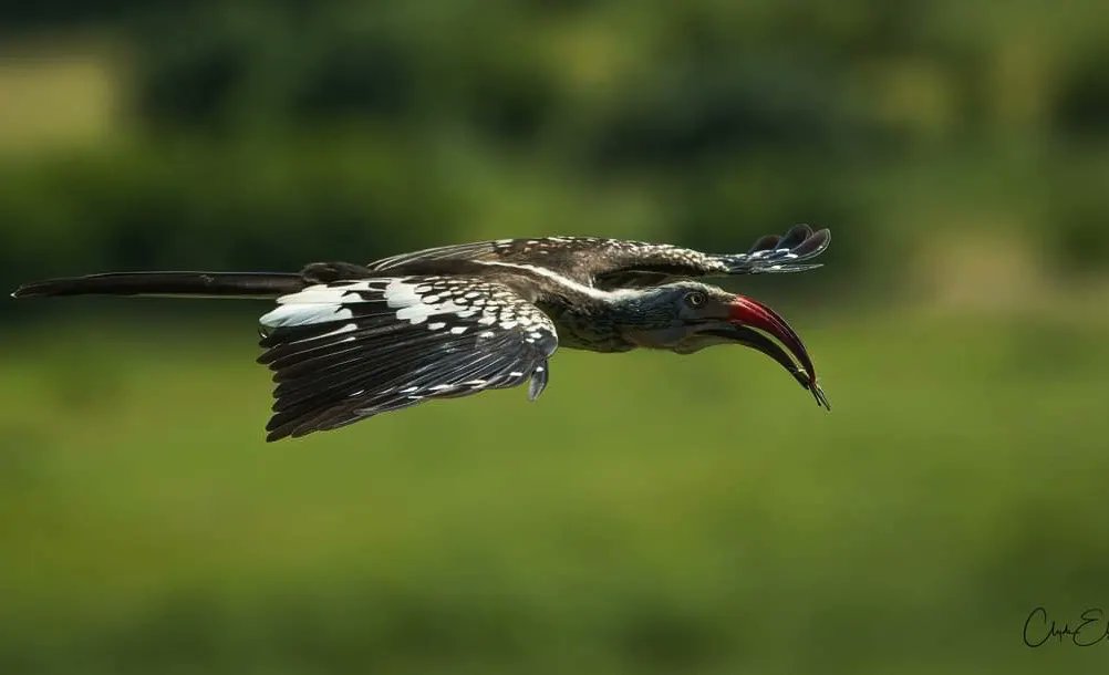 KavingaCamp's tweet photo. Our resident Southern Red-Billed Hornbill bringing his mate meals on the wing - ensuring she receives a very balanced diet - whilst she's sealed up in her nest in the hole of an acacia.
📸: Clyde Elgar
#kavingasafaricamp #manapoolszimbabwe #wetseason #hornbill https://t.co/qiQUKegvbw