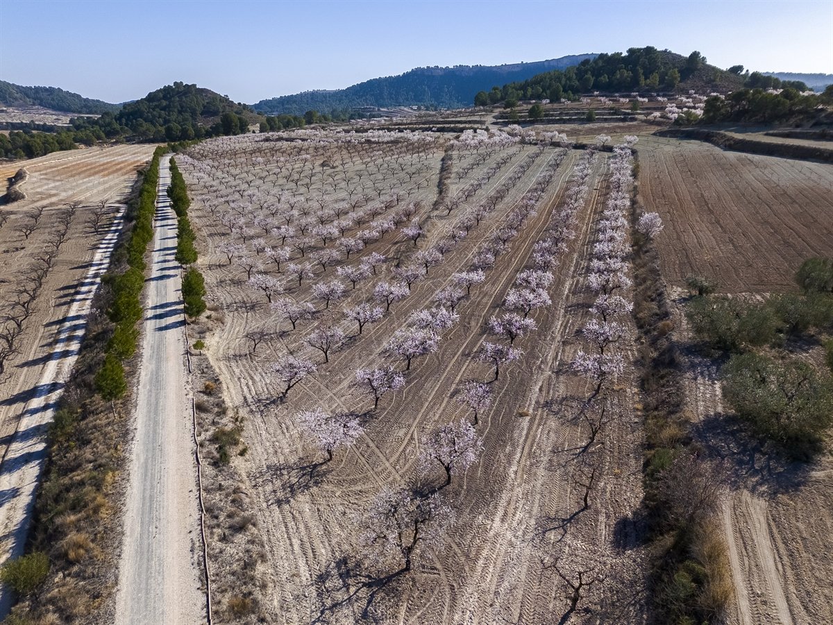 MeteOrihuela's tweet photo. #MulaFlor24. ¡Todavía queda un poco para alcanzar el esplendor! En este inicio del mes de #febrero2024, vistas aéreas de los campos de almendros en #Mula (#Murcia). Es el municipio español con mayor terreno dedicado al cultivo del #almendro. Imágenes: Pedro Sáez. https://t.co/rSDSROM32b