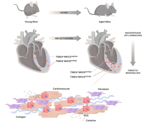 Mineralocorticoids in aging-related myocardial inflammation and fibrosis. link.springer.com/article/10.100…