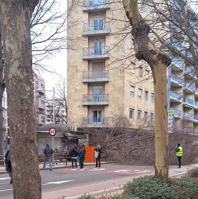 Hoy quiero celebrar que  la caída de este árbol en un paso de peatones situado en una zona habitualmente concurrida, enfrente de uno de los parques más céntricos y con varios colegios cerca de él no haya provocado víctimas. Para mí es una buena noticia #Salamanca