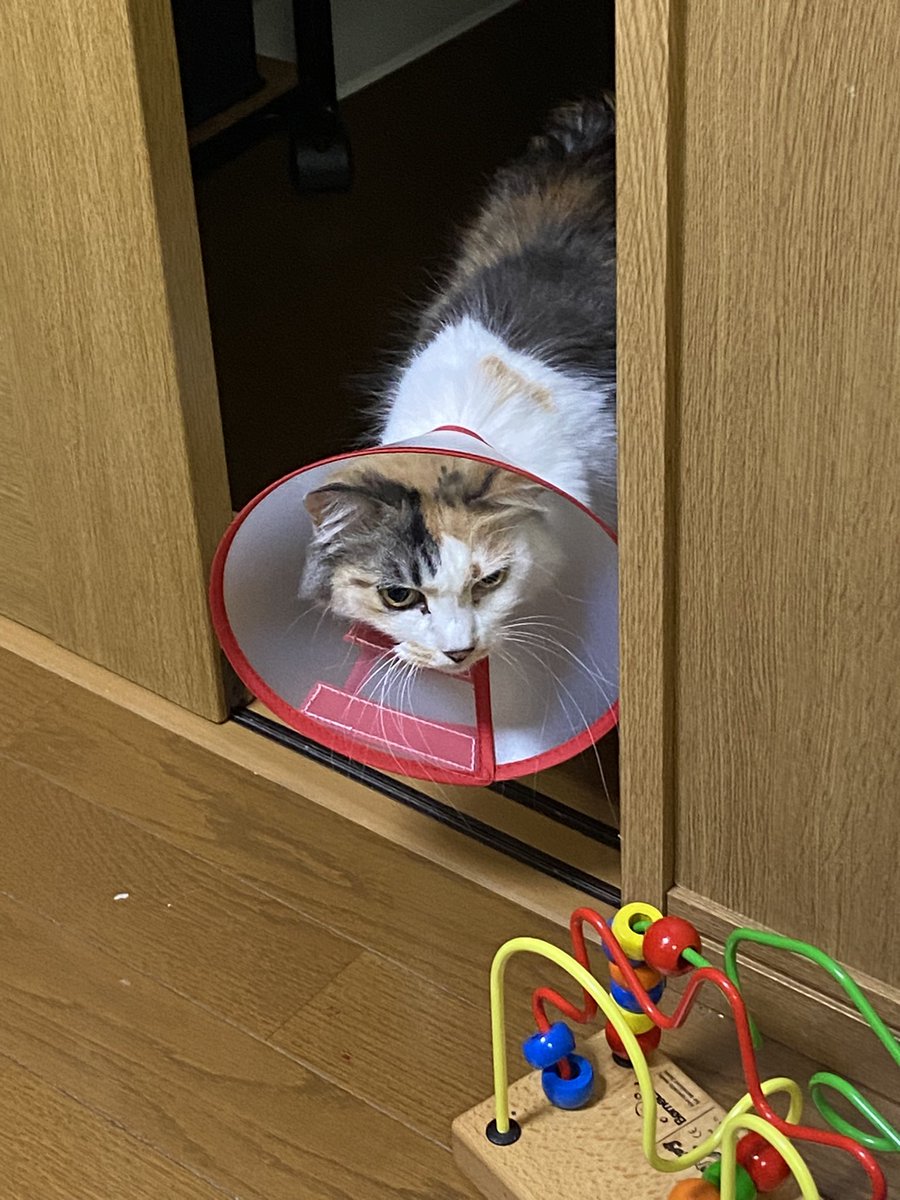 kwncat's tweet photo. ほっちゃんがベランダから落ちて脱走…
マンションの駐車場で、室外機の裏に挟まってるのを発見。
検査の結果、爪が折れて出血してた以外は特に骨折や内臓損傷などは無し。
本当にびっくりした。ベランダに出さない様に気をつけます…よく、頑張りました。 https://t.co/H9yThhCpWf