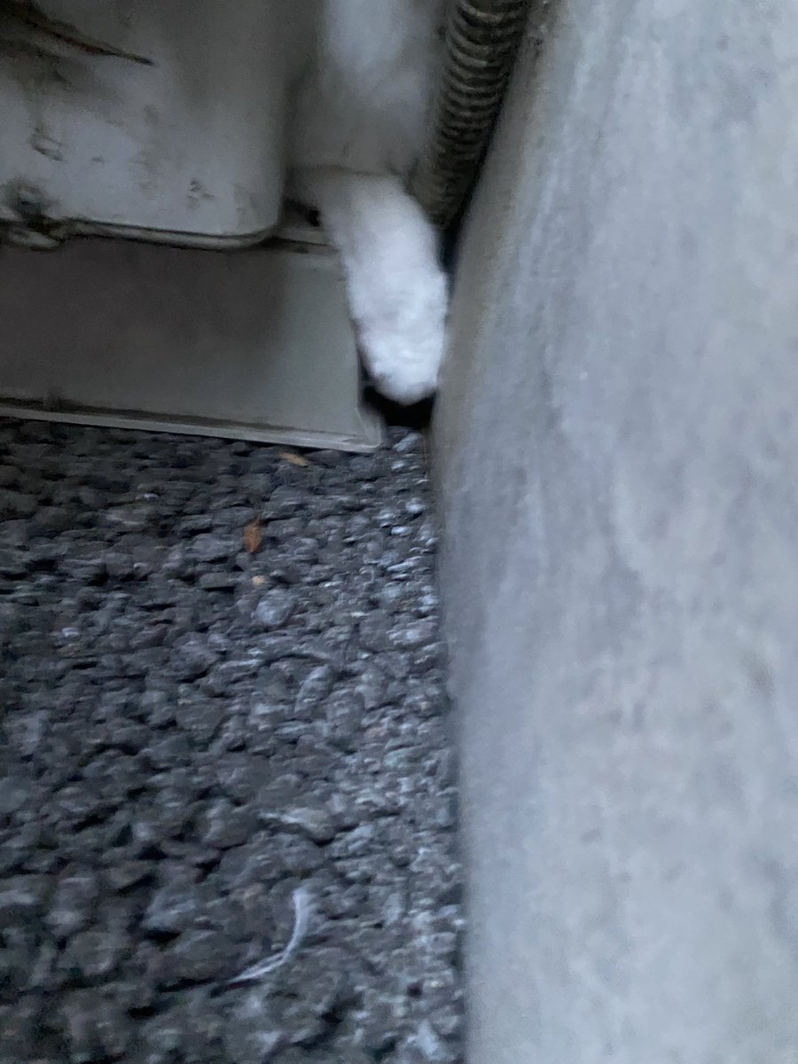 kwncat's tweet photo. ほっちゃんがベランダから落ちて脱走…
マンションの駐車場で、室外機の裏に挟まってるのを発見。
検査の結果、爪が折れて出血してた以外は特に骨折や内臓損傷などは無し。
本当にびっくりした。ベランダに出さない様に気をつけます…よく、頑張りました。 https://t.co/H9yThhCpWf