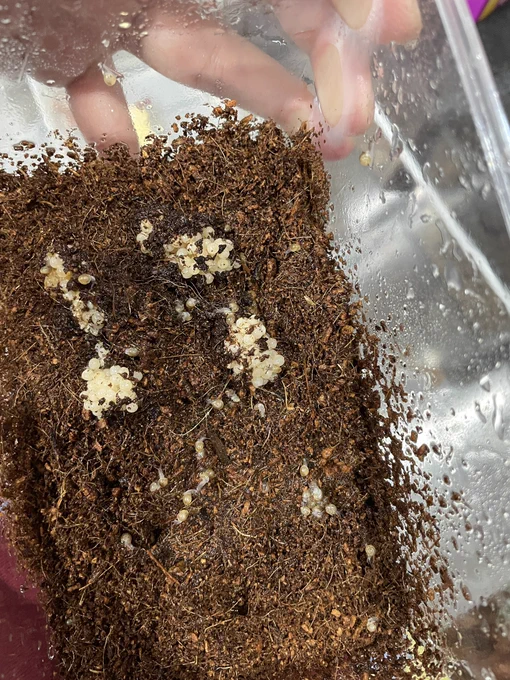 カタツムリ牧場、軌道に乗り始めたにしても乗りすぎだろう…… 