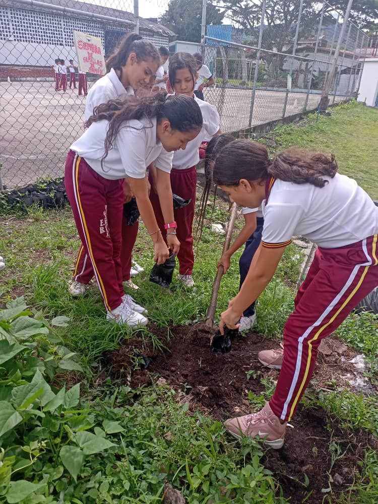 misionarbolven's tweet photo. #Táchira El pasado #2Febr se realizó un taller de formación, en el cual se hizo llenado de 63  bolsas de polietileno con abono orgánico, se desgranó semilla forestal, especie Saman con los  estudiantes de la U.E.N. Francisco Javier García de Hevia, en el municipio  Córdoba. https://t.co/c3ctwHQO0z