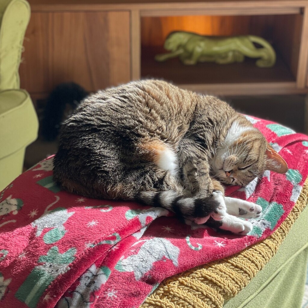 This is the time of day when our cats like to relax. #catsofinstagram #nachokitty #prettyprettyprincess instagr.am/p/C3F5OJCOEL1/