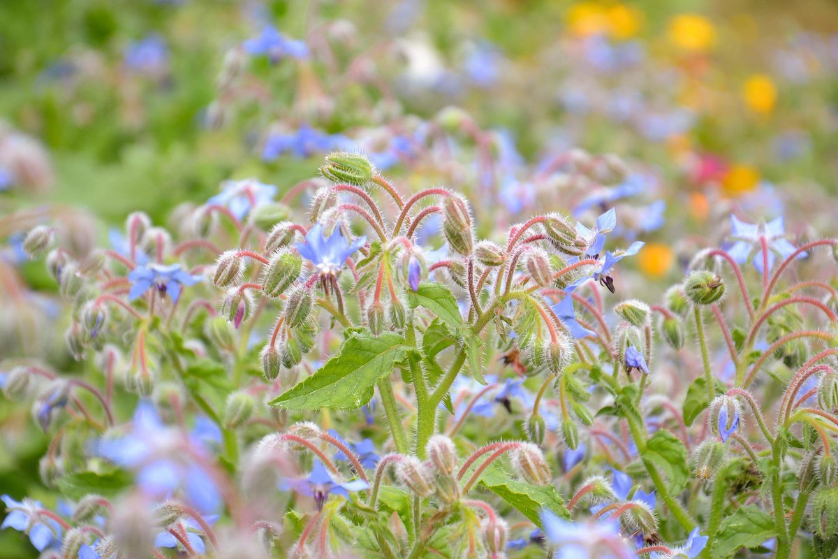 allotmentonline's tweet image. Snowy for some and wet &amp;amp; dull for many of us so thought I’d brighten up your day! 🌼

Do any of you grow flowers to eat?

allotmentonline.co.uk/edible-flowers

#edibleflowers #thursdaythoughts #allotmentinspo #flowers #kitchengarden