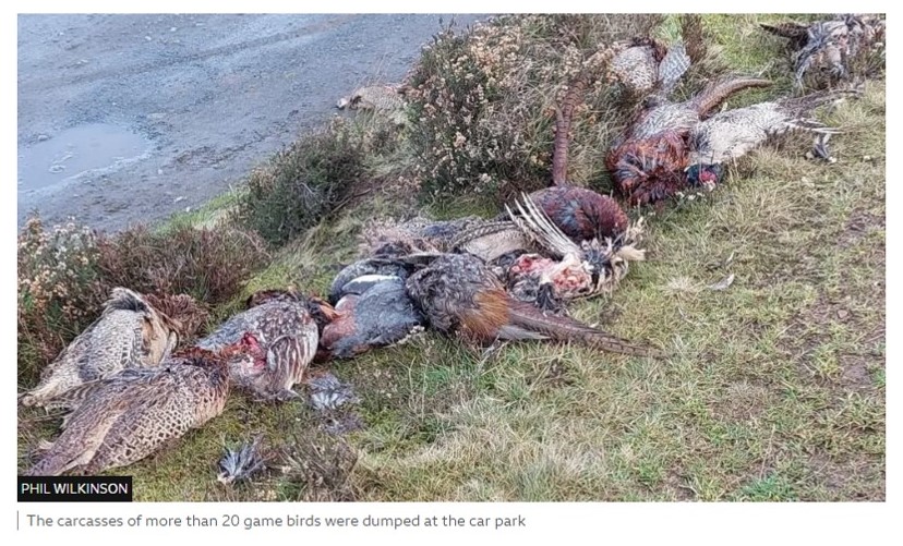 Shot gamebirds dumped in a car park in Scottish Borders. Make no mistake, this is an offence & is repeated often by those in the gamebird shooting industry who simply think the law doesn't apply to them. It's disgusting behaviour, on every level. Blog ⬇️ raptorpersecutionuk.org/2024/02/08/sho…