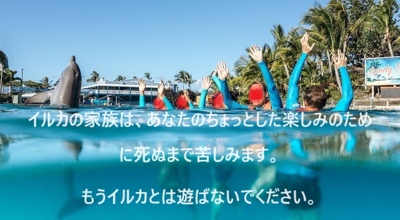 イルカの家族は、あなたのちょっとした楽しみのために死ぬまで苦しみます。
もうイルカとは遊ばないでください。
#家族でお出かけ
#小学校遠足
#イルカショーに行かないで
#イルカ追い込み猟は残酷
#イルカ
#太地町
#水族館