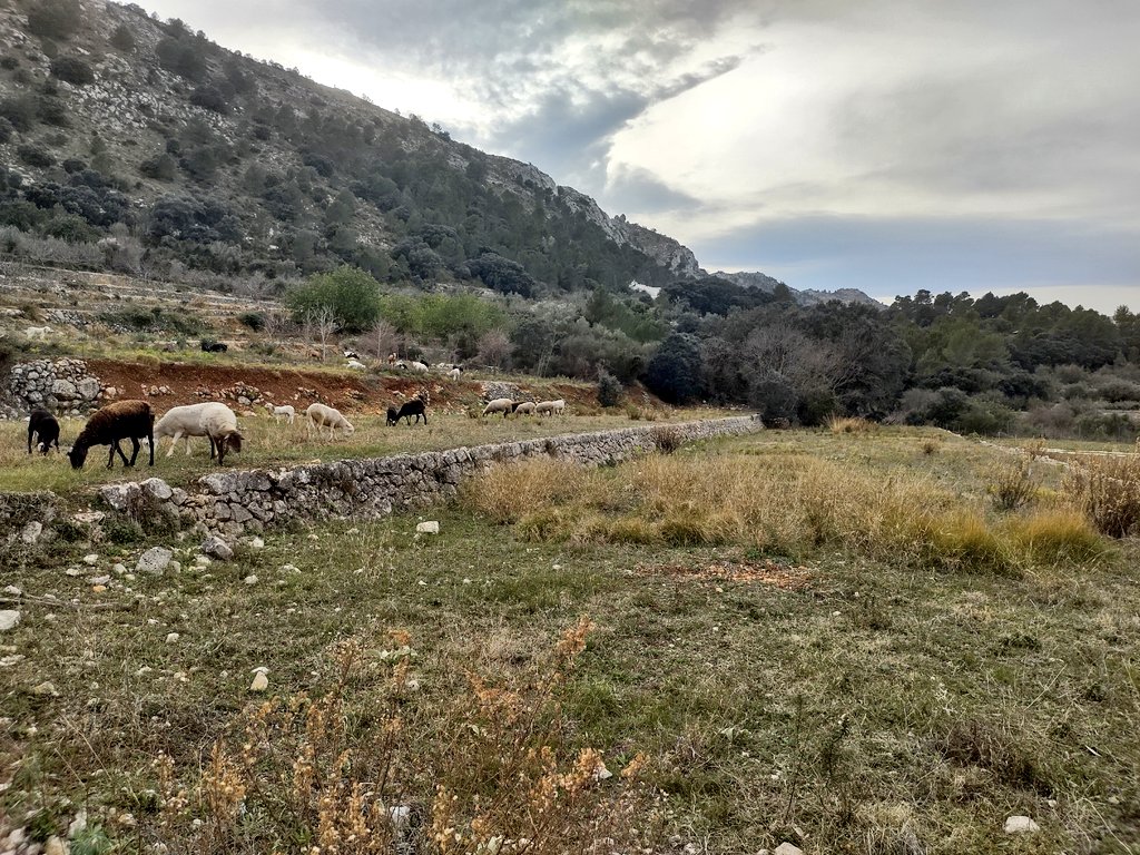 AngelaMMengual's tweet photo. Aquella blancor del fons és un dels últims bancals d'ametlers que queden el Laguar i nosaltres un dels dos xicotets ramats. Les coses estan mal, i el que millor podem fer és comprar a les tendes dels pobles, als veïns agricultors i ramaders. Això ja marca una gran diferència. https://t.co/o2p50VEc07