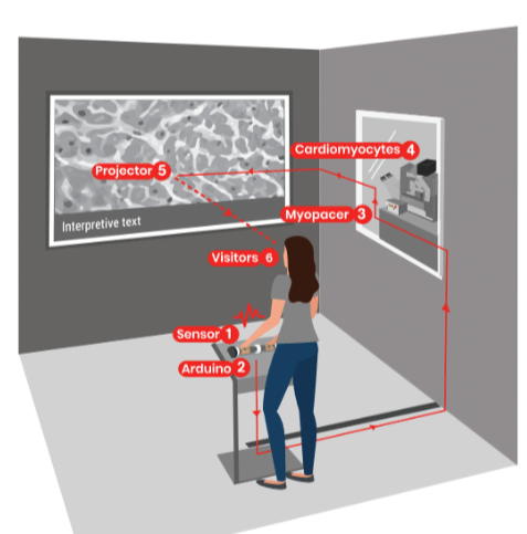 CellPressNews's tweet photo. "Give heart cells a beat : an interactive museum exhibit that synchronizes stem cell-derived cardiomyocytes to visitors’ heartbeat"

Read more in @stemcellreports:
https://t.co/eXlHOb3StN

@TheConklinLab, @exploratorium Kristina Yu https://t.co/XtexFJqTQc