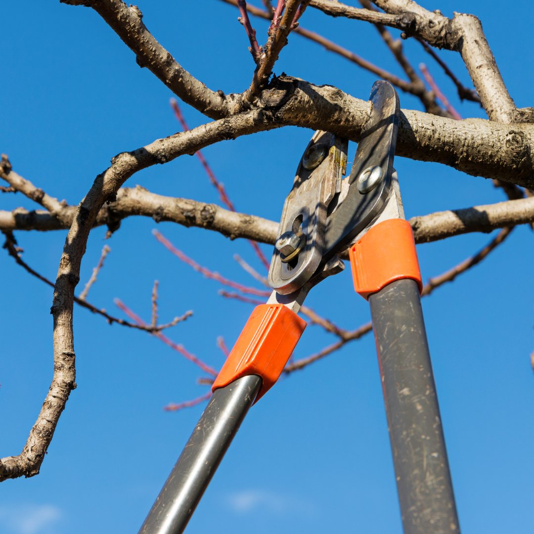 As part of the city's annual winter maintenance, Sussex Tree will prune many trees throughout Rehoboth Beach from February 12-20. For a list of streets where work will take place, visit bit.ly/3SqkdiB.