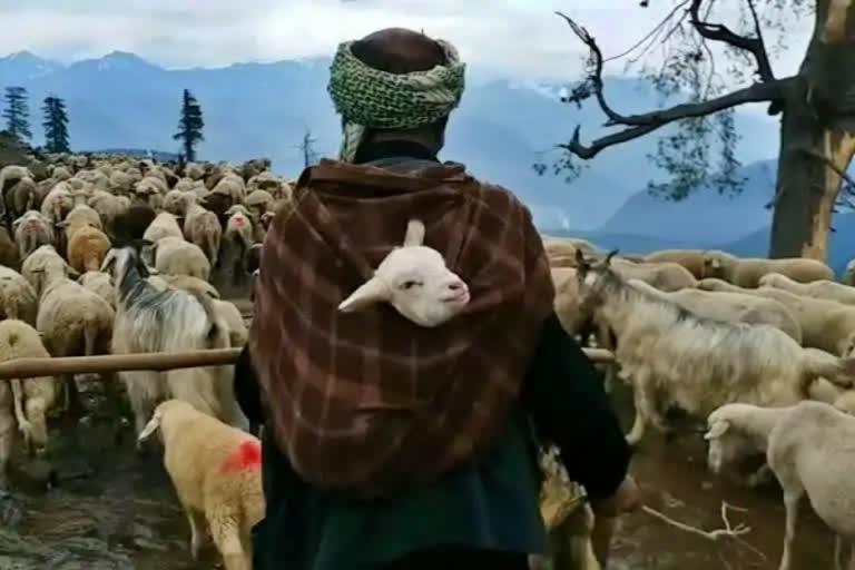 Begumjaan296's tweet photo. Stand with Gujjar Bakerwals in Jammu and Kashmir against the unacceptable JK ST Amendment Bill. Urging authorities to listen to the community's concerns and withdraw the bill promptly. #WithdrawJKSTAmendmentBill #GujjarBakerwalRights
@narendramodi 
@rashtrapatibhvn https://t.co/5ZifUXDpL6