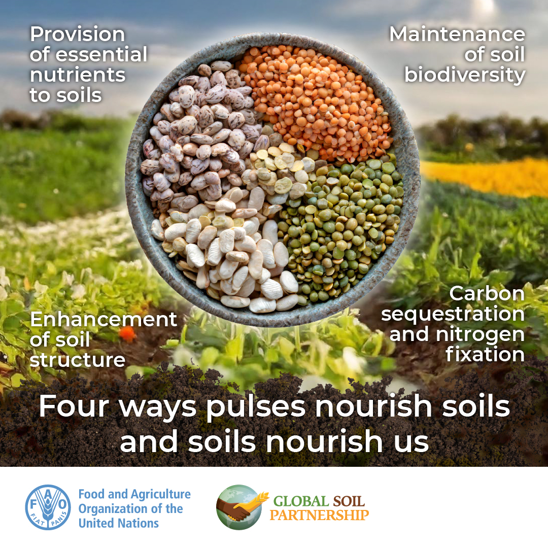 🫘This #WorldPulsesDay, @FAO is highlighting the potential that these small and powerful seeds have to improve everything from soil health to healthy diets.

Here are 4⃣ways in which pulses nourish soils and soils nourish us.