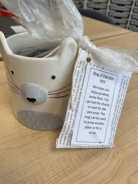 CedarbankSchool's tweet image. Each BGE student has received a Mug of Hap-pea-ness for them to start growing some peas. These can be grown in the mug, on a windowsill. Enjoy eating the shoots or wait for the pea pods! #LearningforSustainability #STEM #growingfood #UNSDG15 #reusingandrecycling