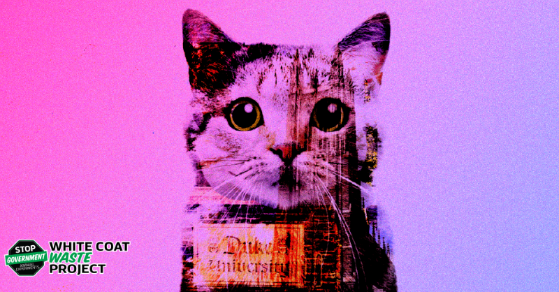 WhiteCoatWaste's tweet photo. Duke Univ. ELECTRO-SHOCKS cats &amp; kittens in illegal experiments. Your tax bill? $6M! WCW exposed it. Demand Congress END it! 👇