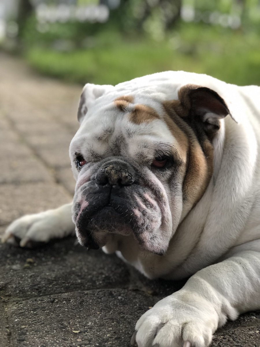 Gertie was Diagnosed with a Multiple Personality Disorder…
AWESOME…and TOTALLY awesome…
Don’t forget to be Awesome today…
Love, Gertie’s Family 🌈🍩🐾🐶🐾
#gertiethebulldog #gertiegotdonuts #queenofallbulldogs #awesome #beautiful #bulldog #dogsoftwitter #dogs #dog