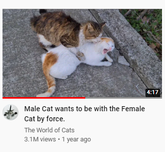 Imagine if cat females could write and speak,

There would be radfem cat movement worldwide

If the behavior of cats was recorded in statistics,

it would make India look like DisneyLand

They are one of the most Aggressive Male Predators out there,
but women find them "cute" LOL