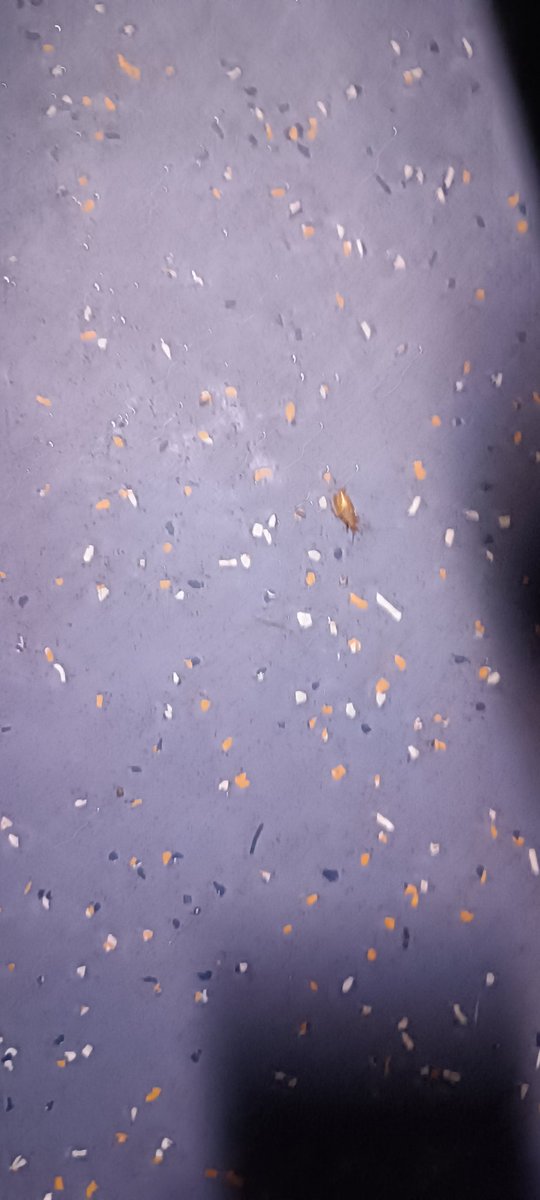 subhdeep_dey's tweet photo. The coach is filled with cockroaches at Poorva express. Twice complained, but all in vain, the present cleaning staff has only one answer: they will report to depot. This is how the cleanliness and hygiene is maintained in Indian Railways @RailMinIndia @PMOIndia @AshwiniVaishnaw https://t.co/Y6JT1oXhEn