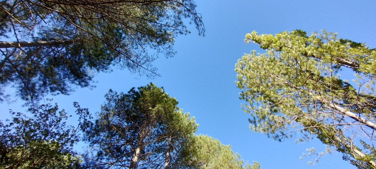 Tom Pugh (@tompughlab) on Twitter photo Open fully-funded #Phd position in our ecosystem modelling group at beautiful <a href="/lunduniversity/">Lund University</a>. Using models to assess the vulnerability of forest to drought. Interested? Check out this link. Deadline 5th March lu.varbi.com/en/what:job/jo… Open fully-funded #Phd position in our ecosystem modelling group at beautiful <a href="/lunduniversity/">Lund University</a>. Using models to assess the vulnerability of forest to drought. Interested? Check out this link. Deadline 5th March lu.varbi.com/en/what:job/jo…