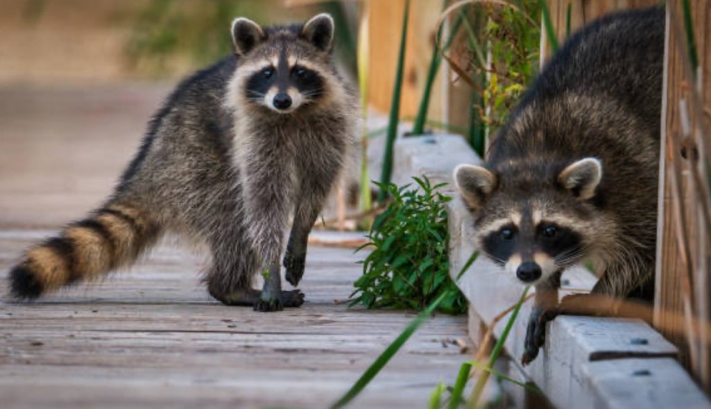 wildservicesfl's tweet image. Got Raccoons? Let&apos;s safely relocate your masked guests! Our humane raccoon removal service ensures they&apos;re moved to a suitable environment, away from your home. Quick, effective, and eco-friendly solutions for peace of mind. Contact us today! #RaccoonRemoval #HumaneSolutions