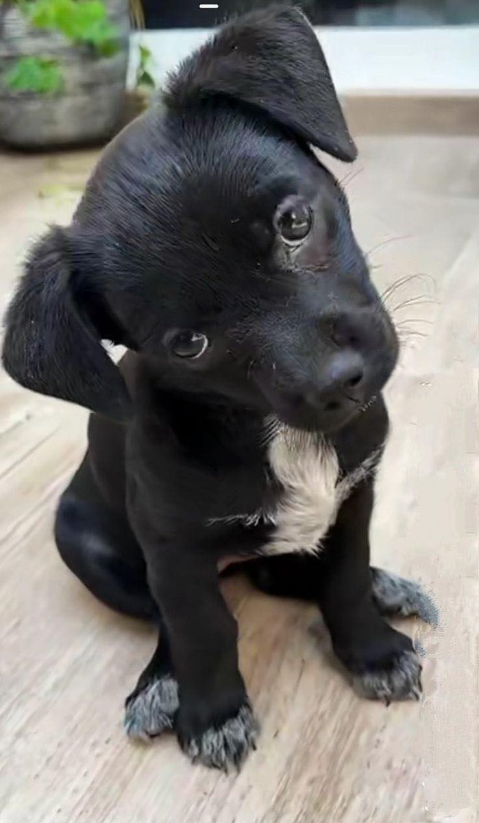 Tweets of Dogs tweet media