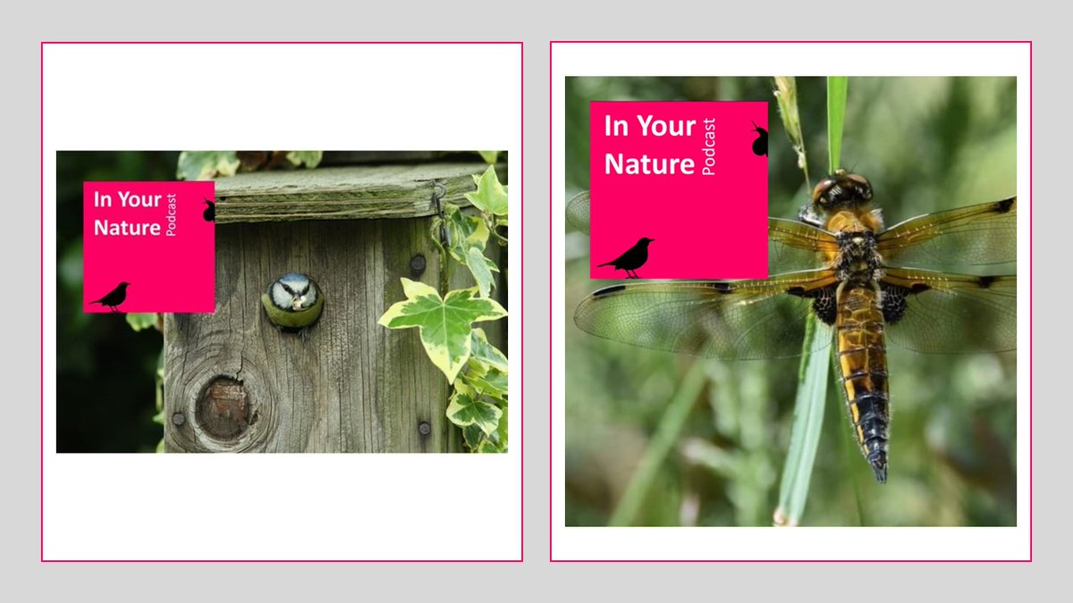 (TA) Despite the rain, spring has sprung! If the change in season is making you itch to create a wildlife haven, but you aren't sure where to start, check out the In Your Nature episodes👇for tips on nest boxes & ponds!🐸🪺🐦 inyournature.buzzsprout.com/1701709/811717… inyournature.buzzsprout.com/1701709/128726…