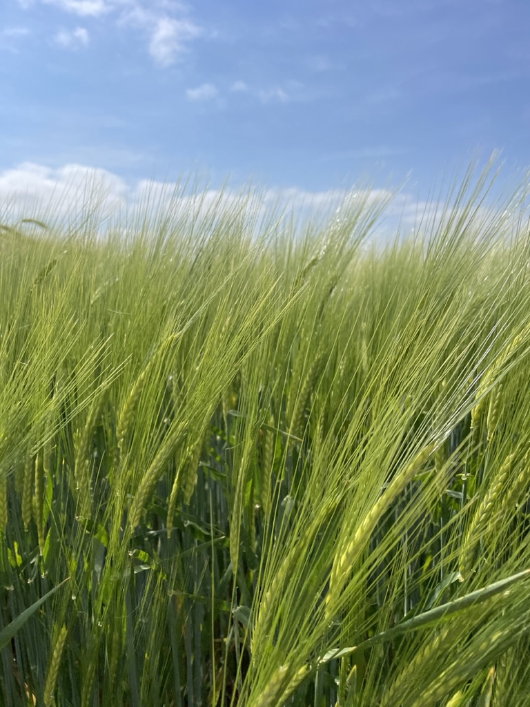 uniumbioscience's tweet photo. I can think π€ of a few other ideas as well - #Voltek #seedtreatment , #CalfiteExtra #Twoxo #T6P ooooo and #Scyon to support #Ramularia control ........... π
https://t.co/uJamyXrDgt https://t.co/wr7tbM6Eqj
