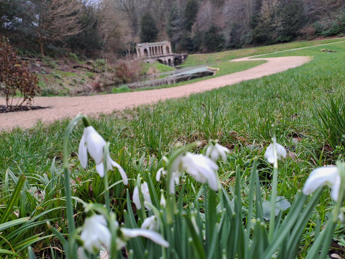 NTinBath's tweet photo. Happy #NationalSnowdropDay. We think the snowdrops at Prior Park and on the Bath Skyline have some of the best views in Bath.
#Snowdrops #SnowdropSeason #PriorPark #BathSkyline @nationaltrust https://t.co/zJlcRnCUTP