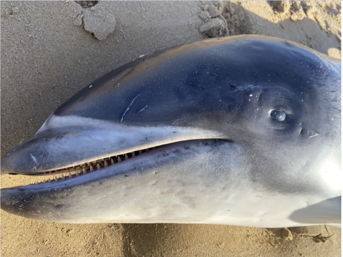 Young (and very skinny) white-beaked dolphin found dead stranded yesterday at South Gare, Redcar. Body recovered, awaiting later pickup for #CSIOfTheSea examination at @ZSLScience. Huge thanks to @Scubadave8 for swift recovery and thanks to our friends at @BDMLR for help too!