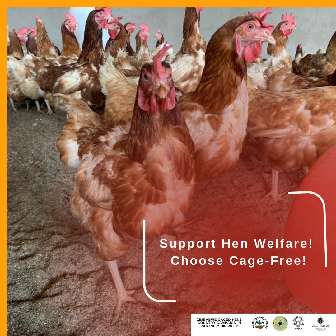 sibanyewelfare's tweet photo. Choose #cagefree eggs. Choose  #cagefree hens

#cagefreehenszimbabwe 
#henwelfarezimbabwe
#emptycagezimbabwe https://t.co/tPDKc4e8aE