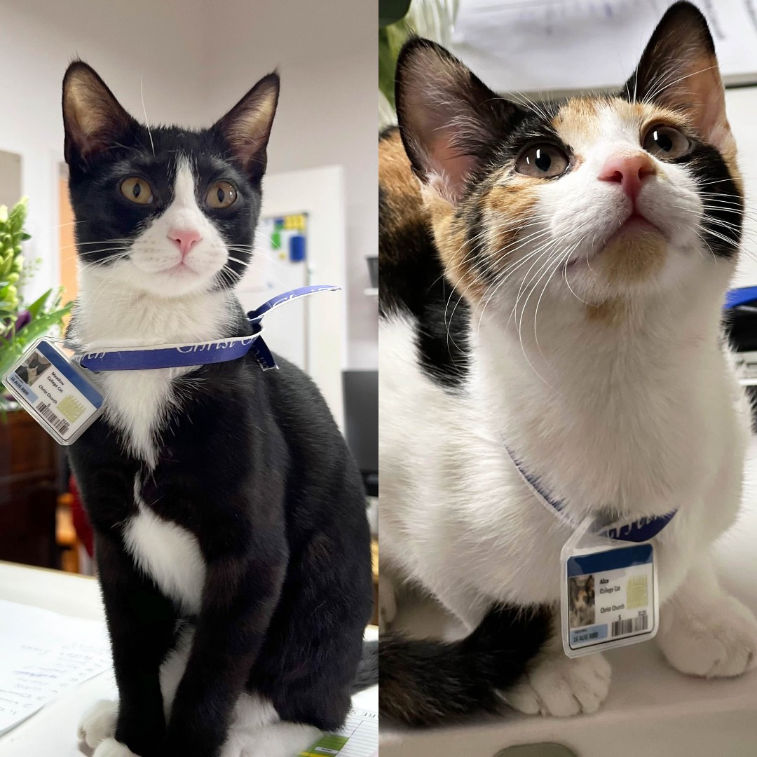 Our fashionable felines have their new Bod card collars and are ready for the catwalk! 🐈🐈 #ChChChats #MuChChLove