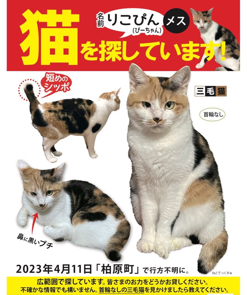 りこぴん帰っておいで
#猫探しています
#迷子猫
#茨城県
#石岡市
#三毛猫
#野良猫
#保護猫
#柏原池公園
#柏原工業団地