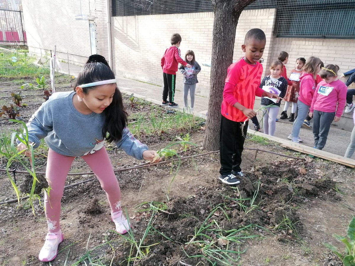 cpleszaragoza's tweet image. 🥬HUERTO🥬
El alumnado de 1º de #EducacionPrimaria ha visitado el #HuertoEscolar y además se ha acercado a la #Compostera para conocer su funcionamiento #LaEstrellaEsMiCole