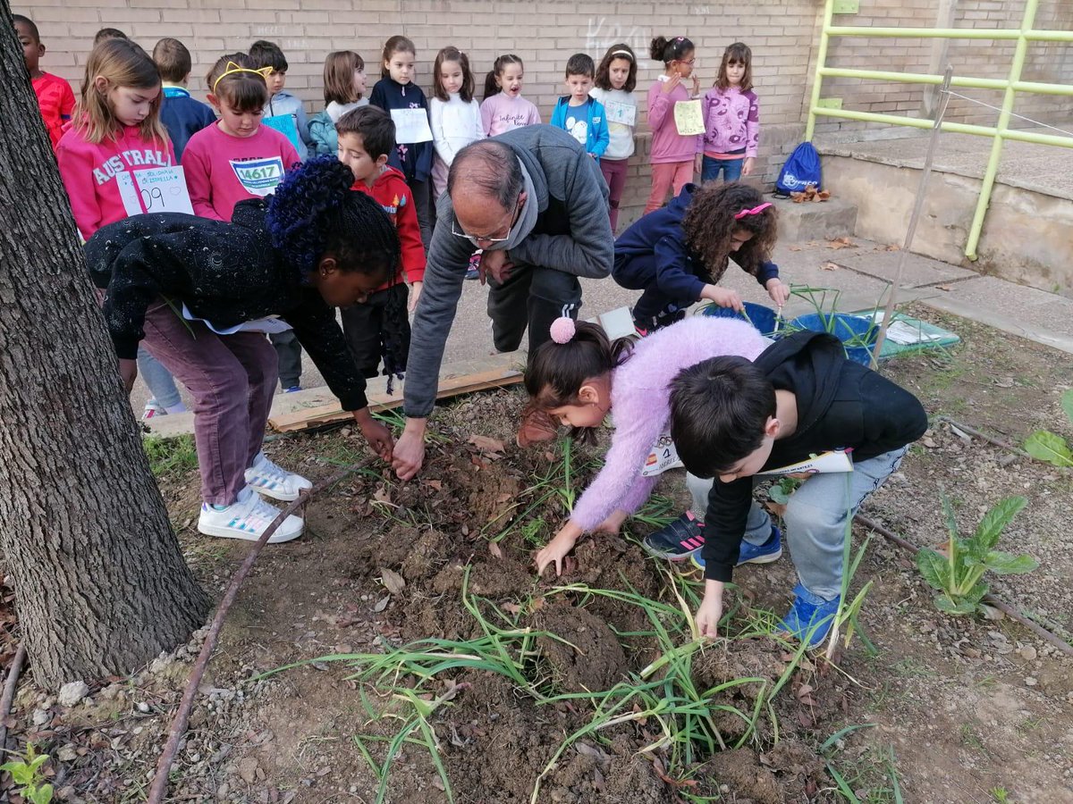 cpleszaragoza's tweet image. 🥬HUERTO🥬
El alumnado de 1º de #EducacionPrimaria ha visitado el #HuertoEscolar y además se ha acercado a la #Compostera para conocer su funcionamiento #LaEstrellaEsMiCole