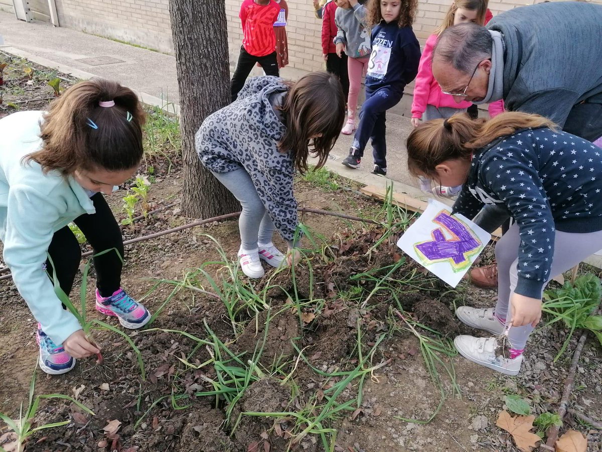 cpleszaragoza's tweet image. 🥬HUERTO🥬
El alumnado de 1º de #EducacionPrimaria ha visitado el #HuertoEscolar y además se ha acercado a la #Compostera para conocer su funcionamiento #LaEstrellaEsMiCole
