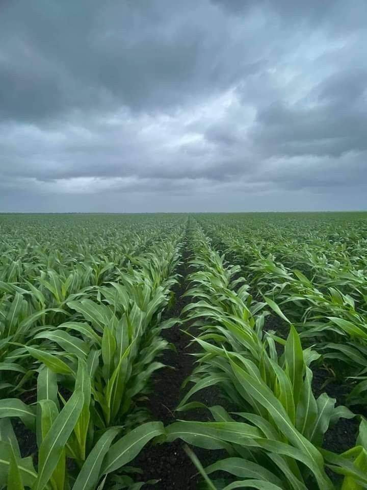 Agirite's tweet photo. Mechanized agriculture is the future of farming. Agree? https://t.co/W02i2kRFwU