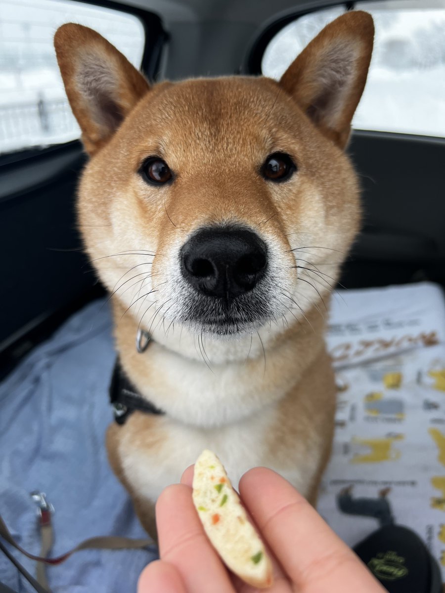 gin1127inu's tweet photo. @SHIBA3A #しっぽ堂
#柴犬真顔選手権

なまえ   ぎん���ん
B希望です🐕

よろしくお願いします⸜🙌🏻⸝‍ https://t.co/UMmX3sFnpO