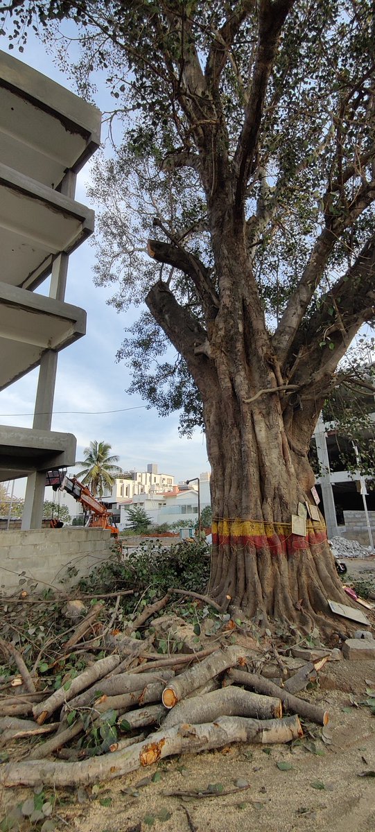 neetsmiss's tweet photo. @krishnabgowda @aranya_kfd
@bbmp 

Sir, ancient tree being cut at Jakkur circle. Just because it's touching some building. This is not done sir. It's just unfair. Pls do something now. https://t.co/VMXbnQopED