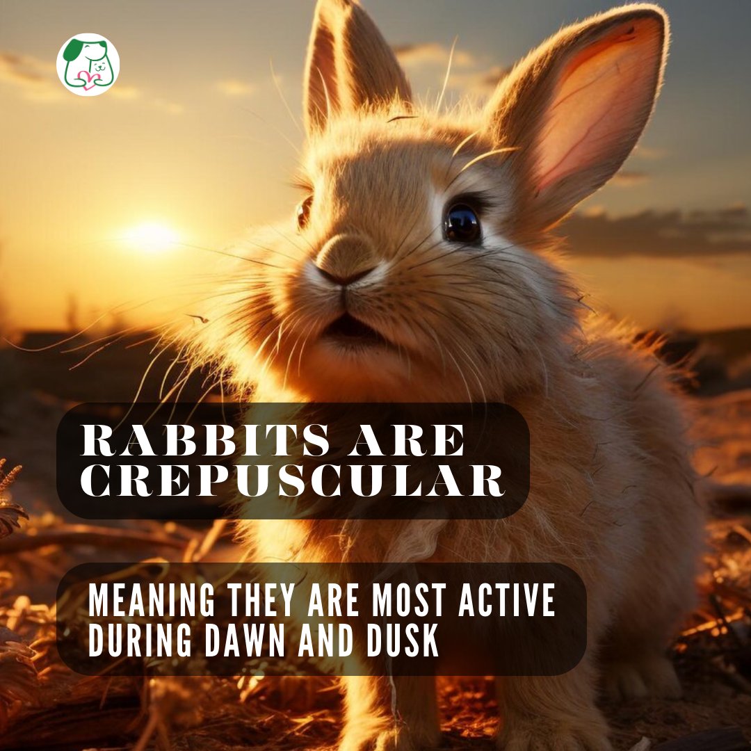 PetsLoverGuide's tweet image. 🐇 Did you know? #Rabbits are most active during sunrise and sunset! 🌅🌄
They love hopping around and enjoying the cool moments of the day. 🐰✨

#rabbitfacts #bunnylife #simplejoys #rabbitlove #furryfriends #morningmagic #sunrisechasers  #hoppinaround #petsloverguide