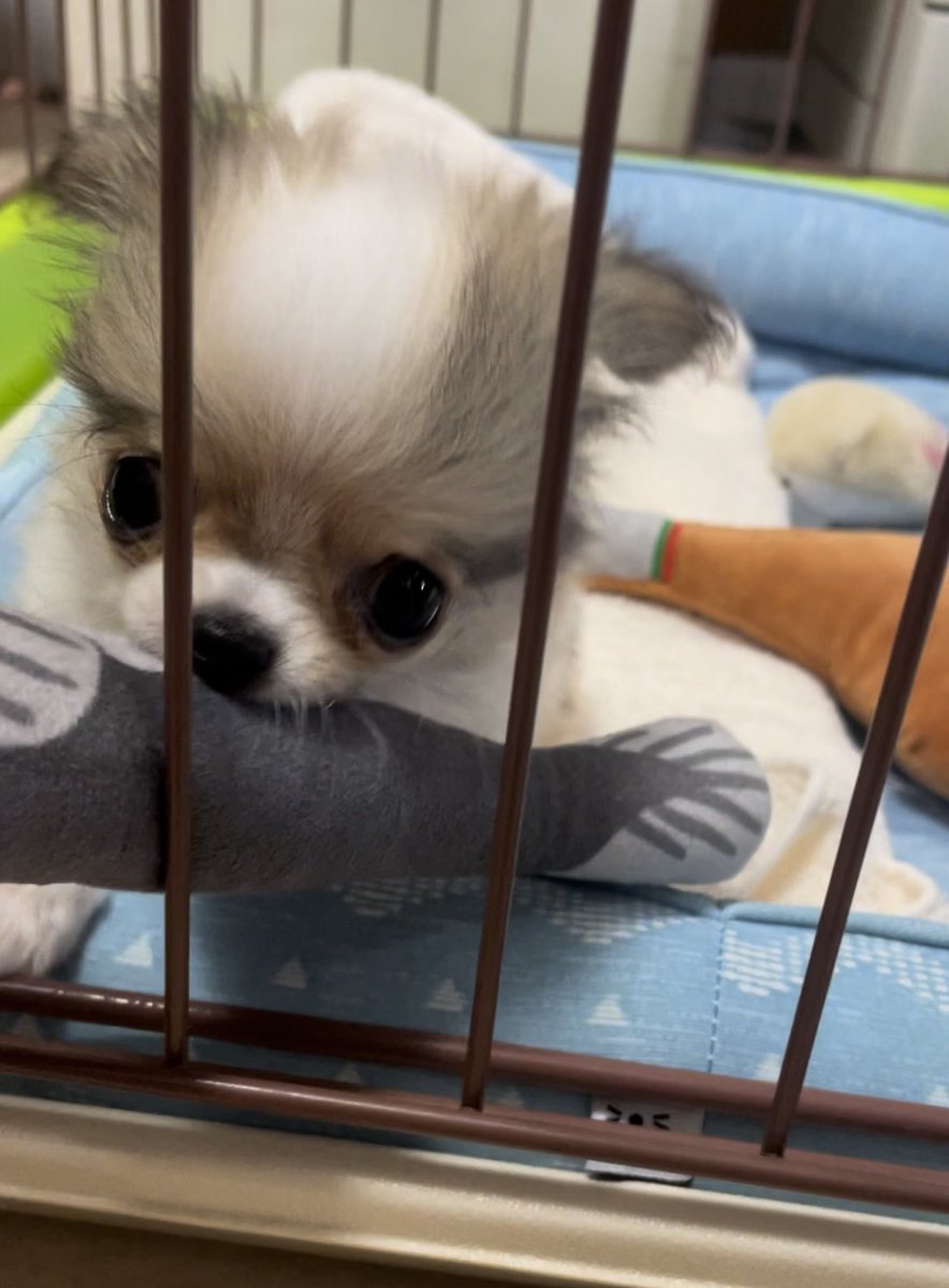 sa__acnh's tweet photo. 今もまだ赤ちゃんやけど
もっと赤ちゃんの頃🥰 https://t.co/fUT8hR1wxd