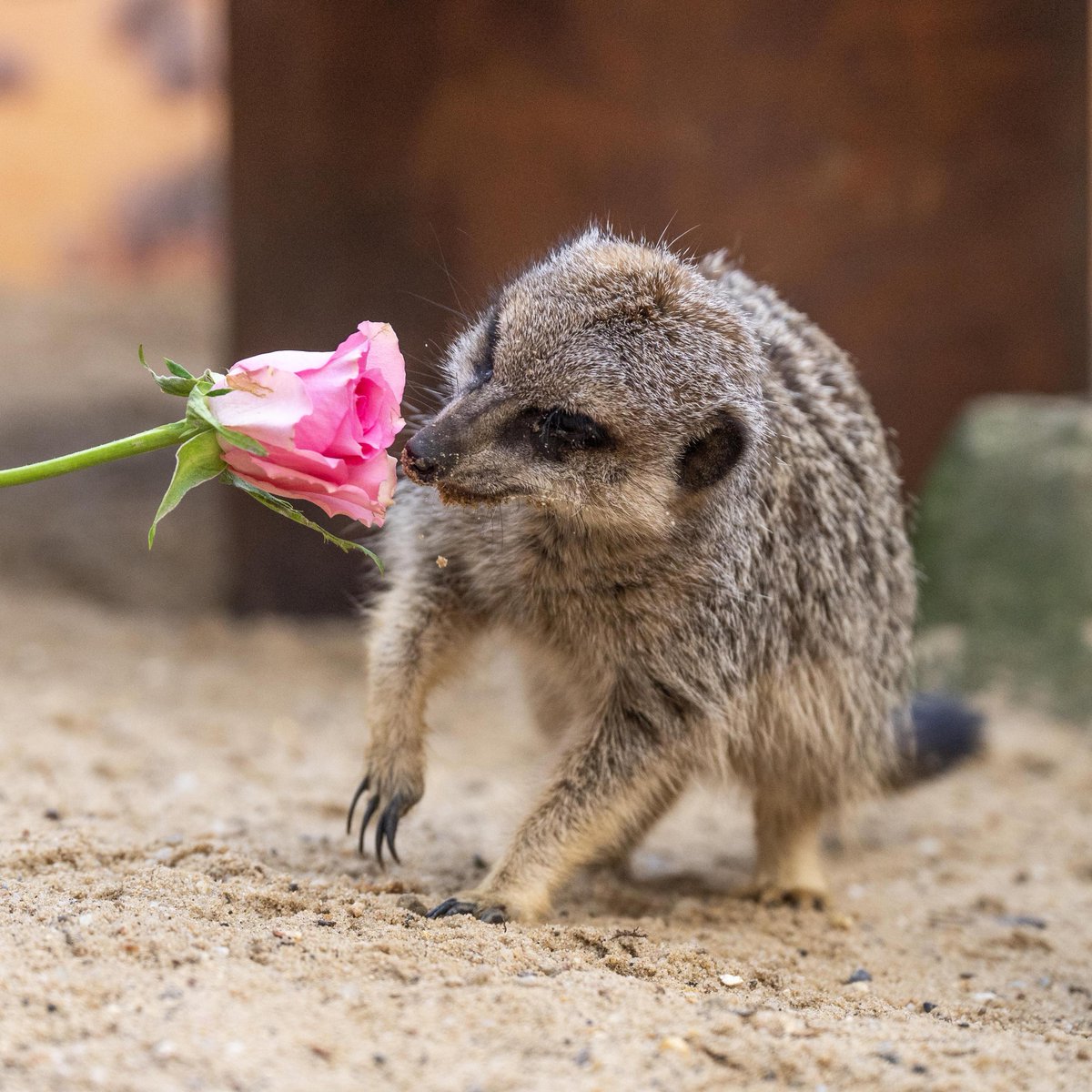 HertsZoo's tweet photo. Give paw-some gifts this Valentine's Day! 💜🐾
USE CODE: VD24 for 10% OFF selected animal experiences and adoptions! 🐯
Click here to shop now! 👉 https://t.co/wxpkaB3aiL
#valentinesday #discount #giftideas #animalexperience #animals #wildlife https://t.co/SR6Od1iFTu
