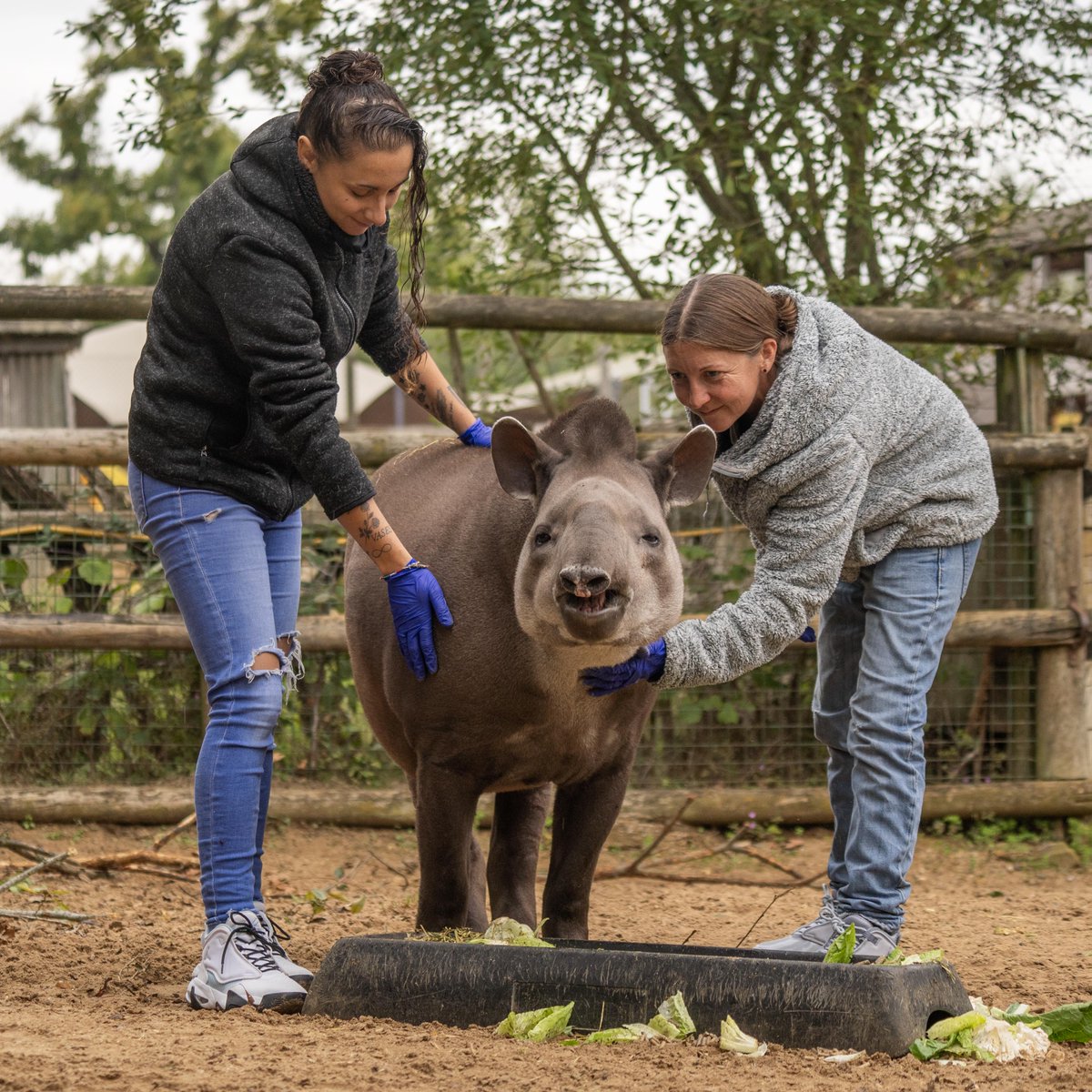 HertsZoo's tweet photo. Give paw-some gifts this Valentine's Day! 💜🐾
USE CODE: VD24 for 10% OFF selected animal experiences and adoptions! 🐯
Click here to shop now! 👉 https://t.co/wxpkaB3aiL
#valentinesday #discount #giftideas #animalexperience #animals #wildlife https://t.co/SR6Od1iFTu