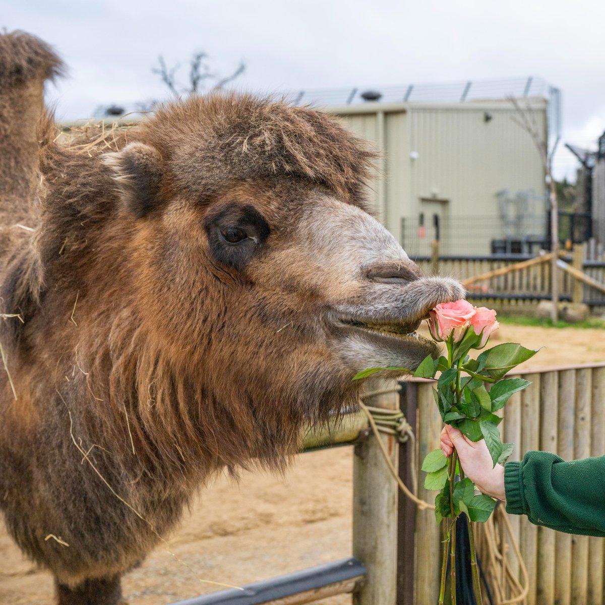 HertsZoo's tweet photo. Give paw-some gifts this Valentine's Day! 💜🐾
USE CODE: VD24 for 10% OFF selected animal experiences and adoptions! 🐯
Click here to shop now! 👉 https://t.co/wxpkaB3aiL
#valentinesday #discount #giftideas #animalexperience #animals #wildlife https://t.co/SR6Od1iFTu